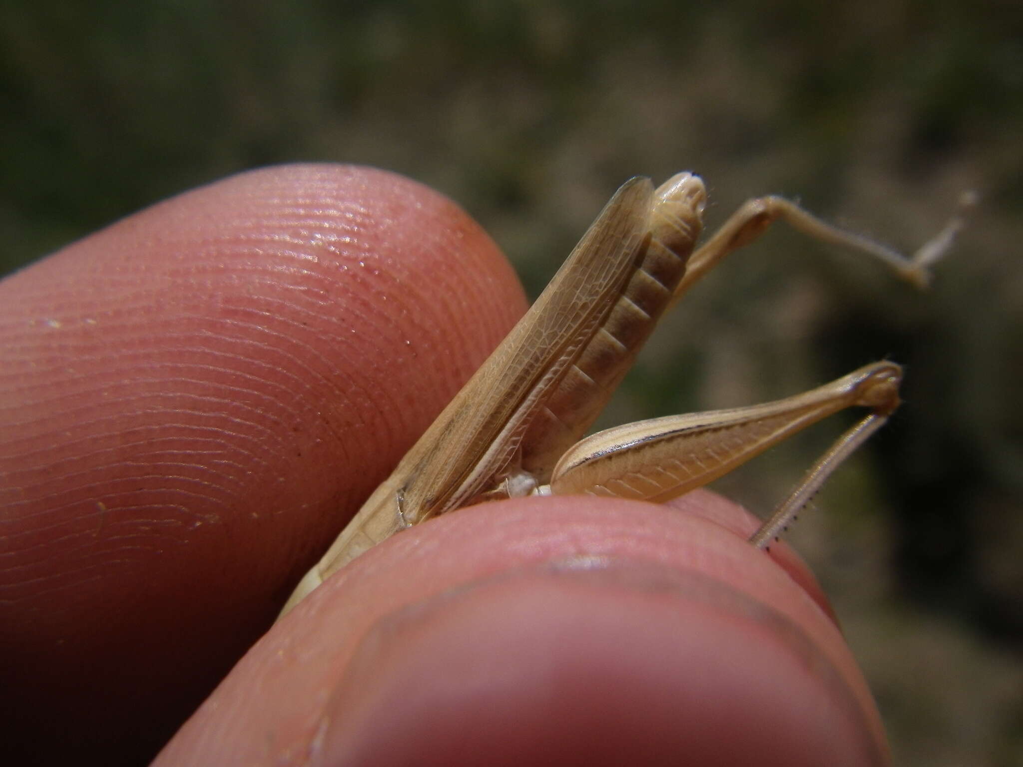 Image de Euchorthippus elegantulus Zeuner 1940