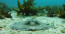 Image of Kapala Stingaree