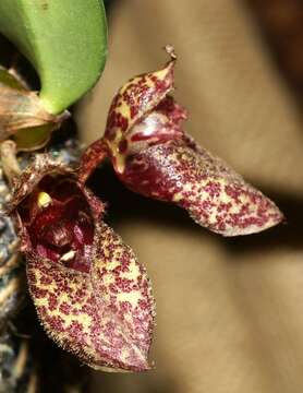 Image de Bulbophyllum frostii Summerh.