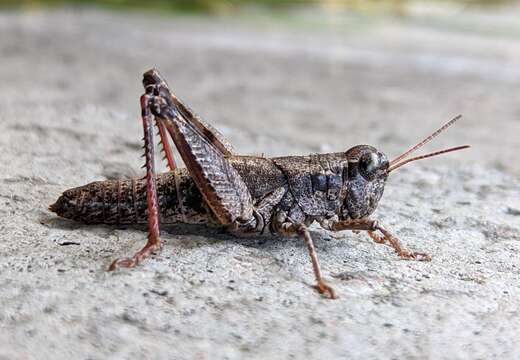 Слика од Melanoplus oregonis Otte & D. 2012