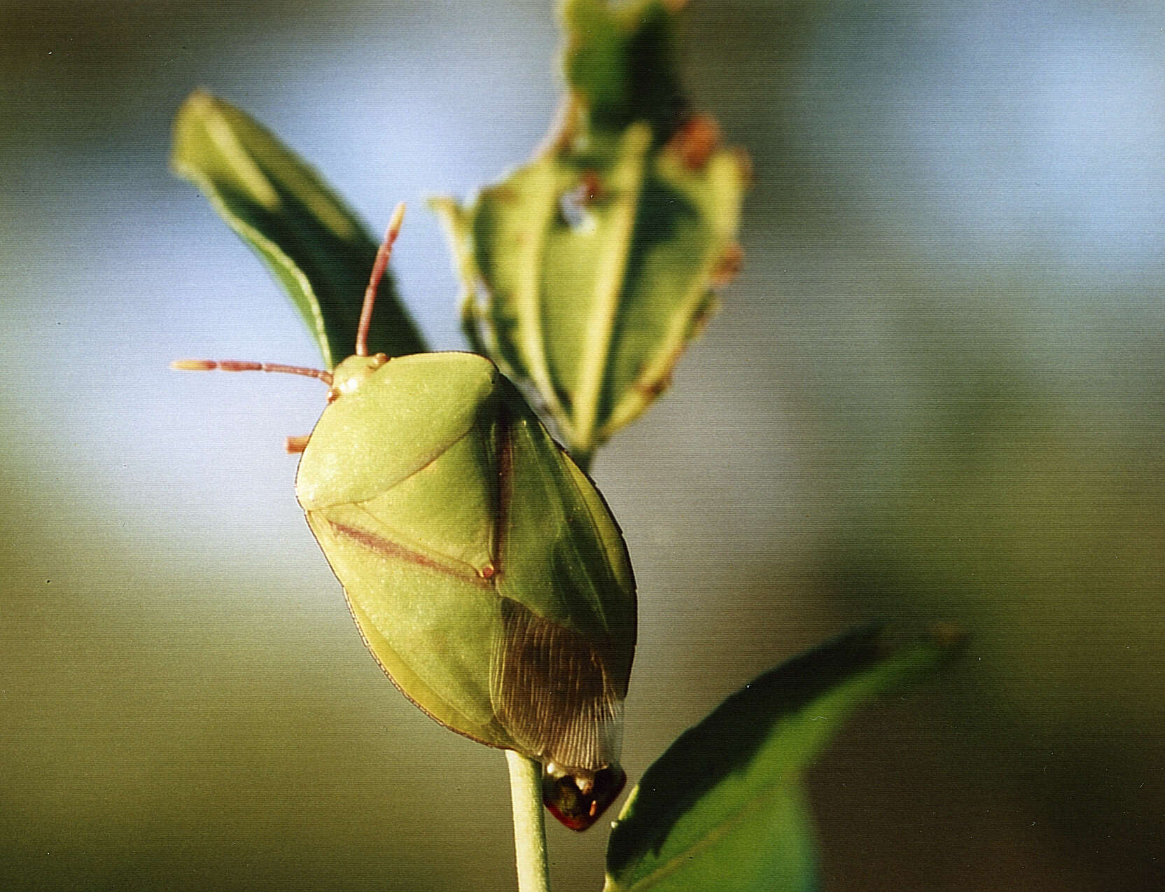 Image of Encosternum delegorguei Spinola 1850