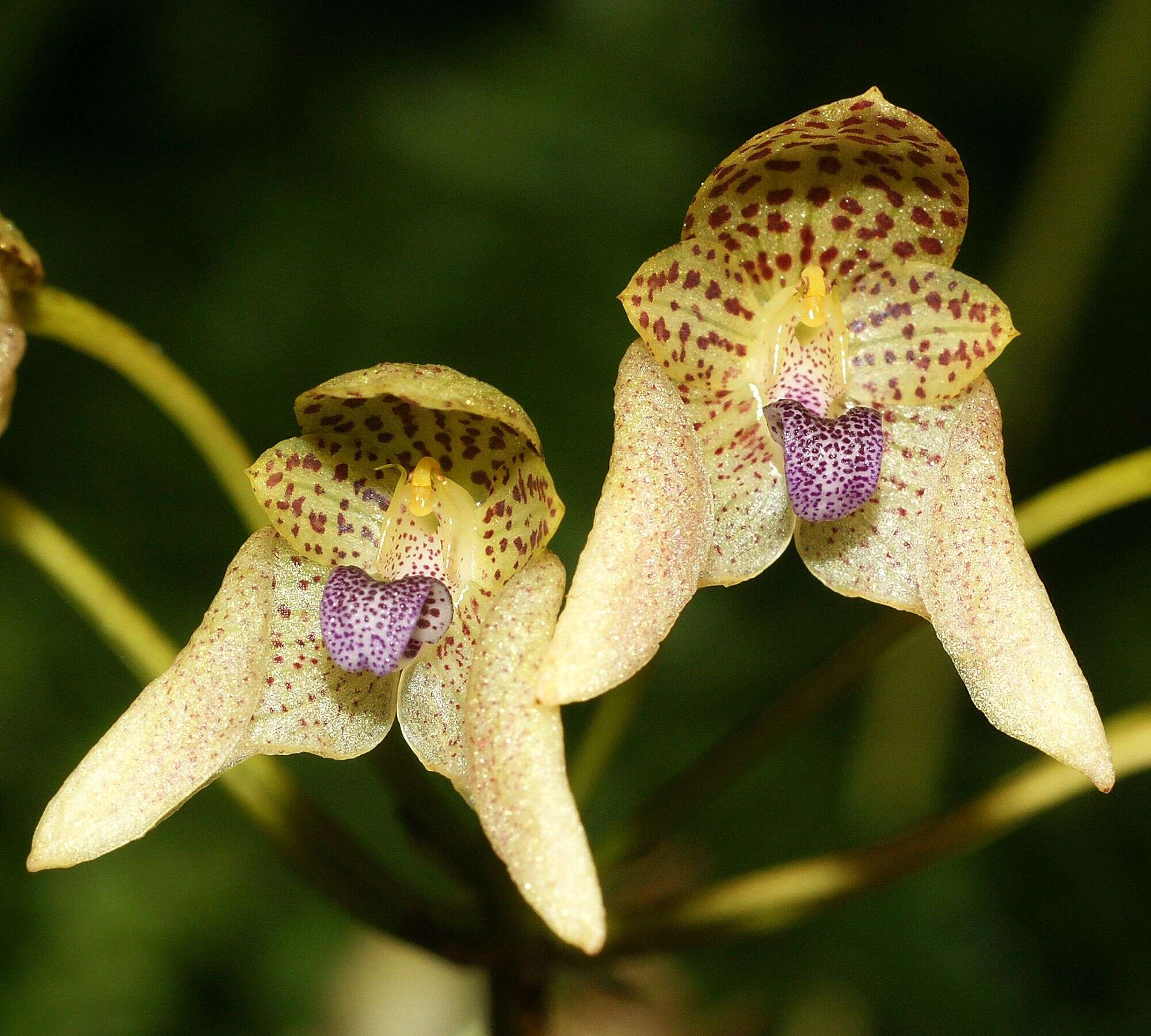 Image of Bulbophyllum guttulatum (Hook. fil.) N. P. Balakr.