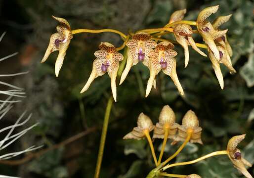 Image de Bulbophyllum guttulatum (Hook. fil.) N. P. Balakr.