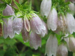 Image of Campanula punctata var. punctata