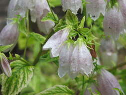 Image of Campanula punctata var. punctata