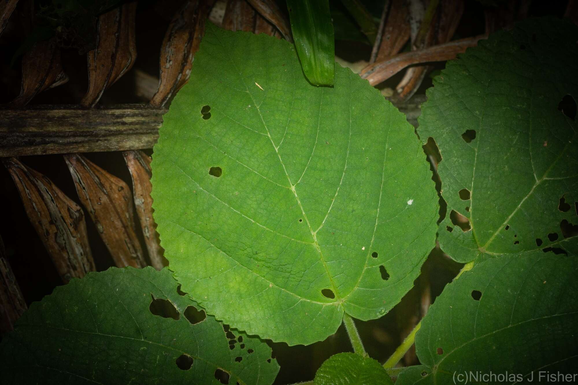 Imagem de Dendrocnide excelsa (Wedd.) Chew