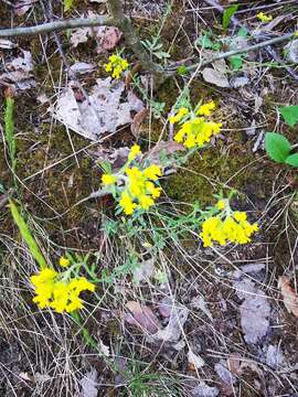 Image de Alyssum montanum subsp. gmelinii (Jord. & Fourr.) Hegi & E. Schmid