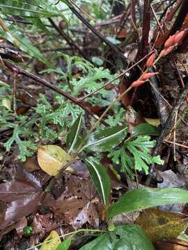 Imagem de Rhomboda yakusimensis (Masam.) Ormerod