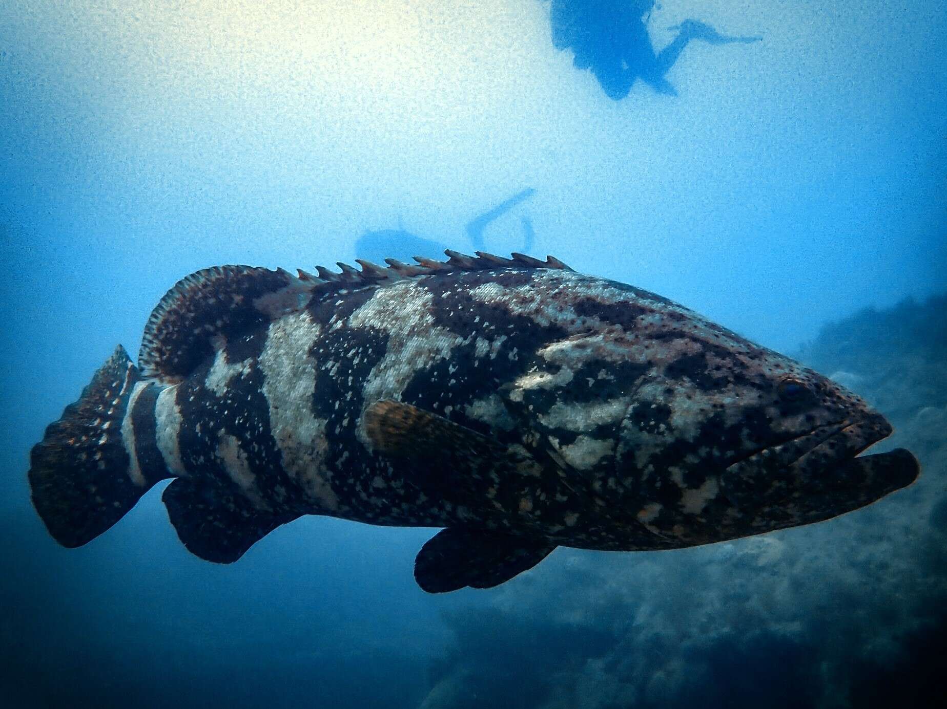 Слика од Epinephelus itajara (Lichtenstein 1822)