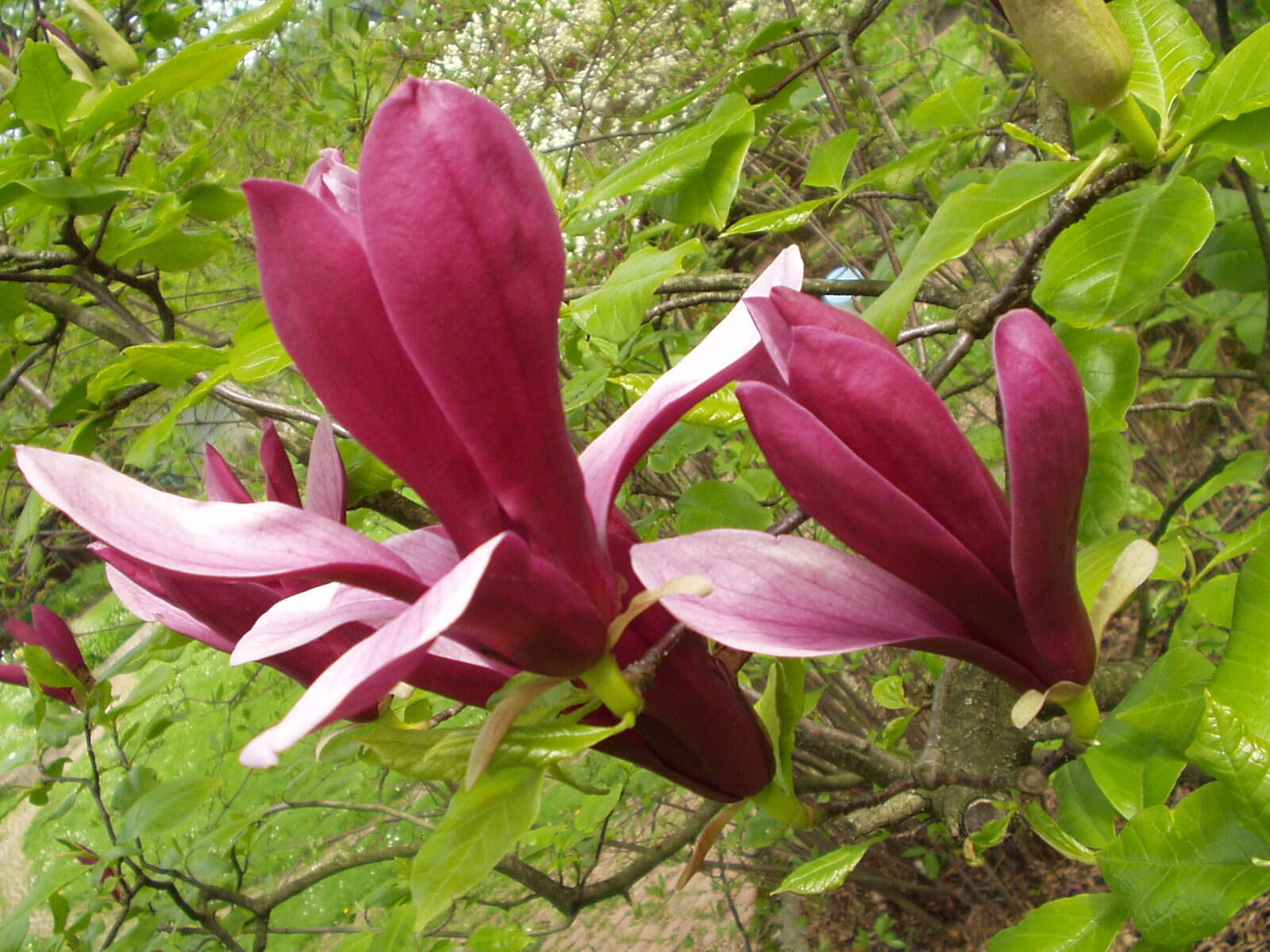 Image of Magnolia liliiflora Desr.