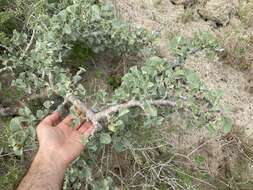 Jatropha canescens (Benth.) Müll. Arg.的圖片