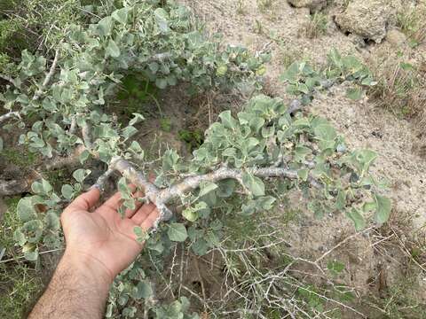 Image of Jatropha canescens (Benth.) Müll. Arg.