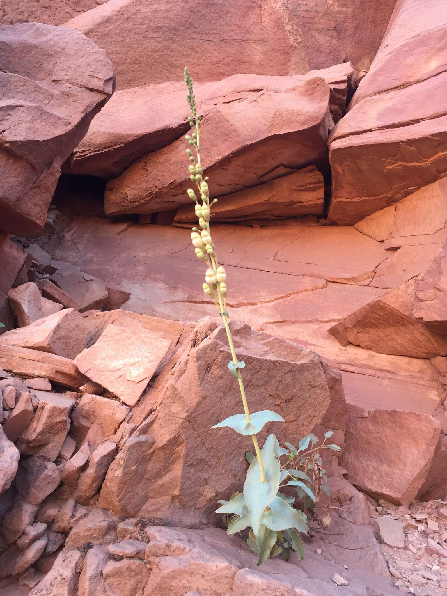 Image of Palmer's penstemon