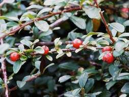 Image of bearberry cotoneaster