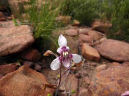 Image of Cyanella orchidiformis Jacq.