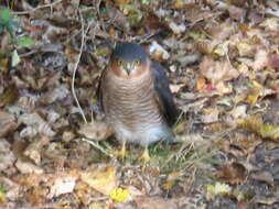 Image of Eurasian Sparrowhawk