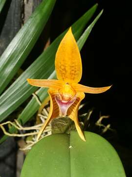 Image of Bulbophyllum smitinandii Seidenf. & Thorut
