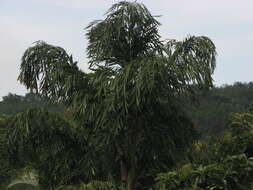 Image of Fishtail Palm