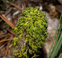 Image of Malaxis elliptica A. Rich. & Galeotti