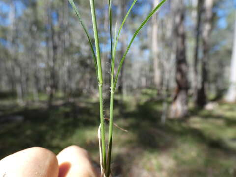 Image of Enteropogon unispiceus (F. Muell.) Clayton