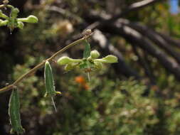 Image of Blumenbachia dissecta (Hook. & Arn.) Weigend & Grau