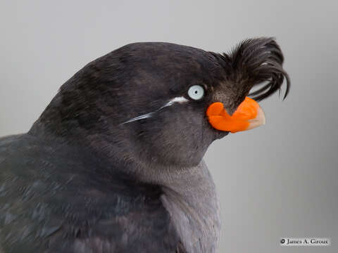 Image of Crested Auklet