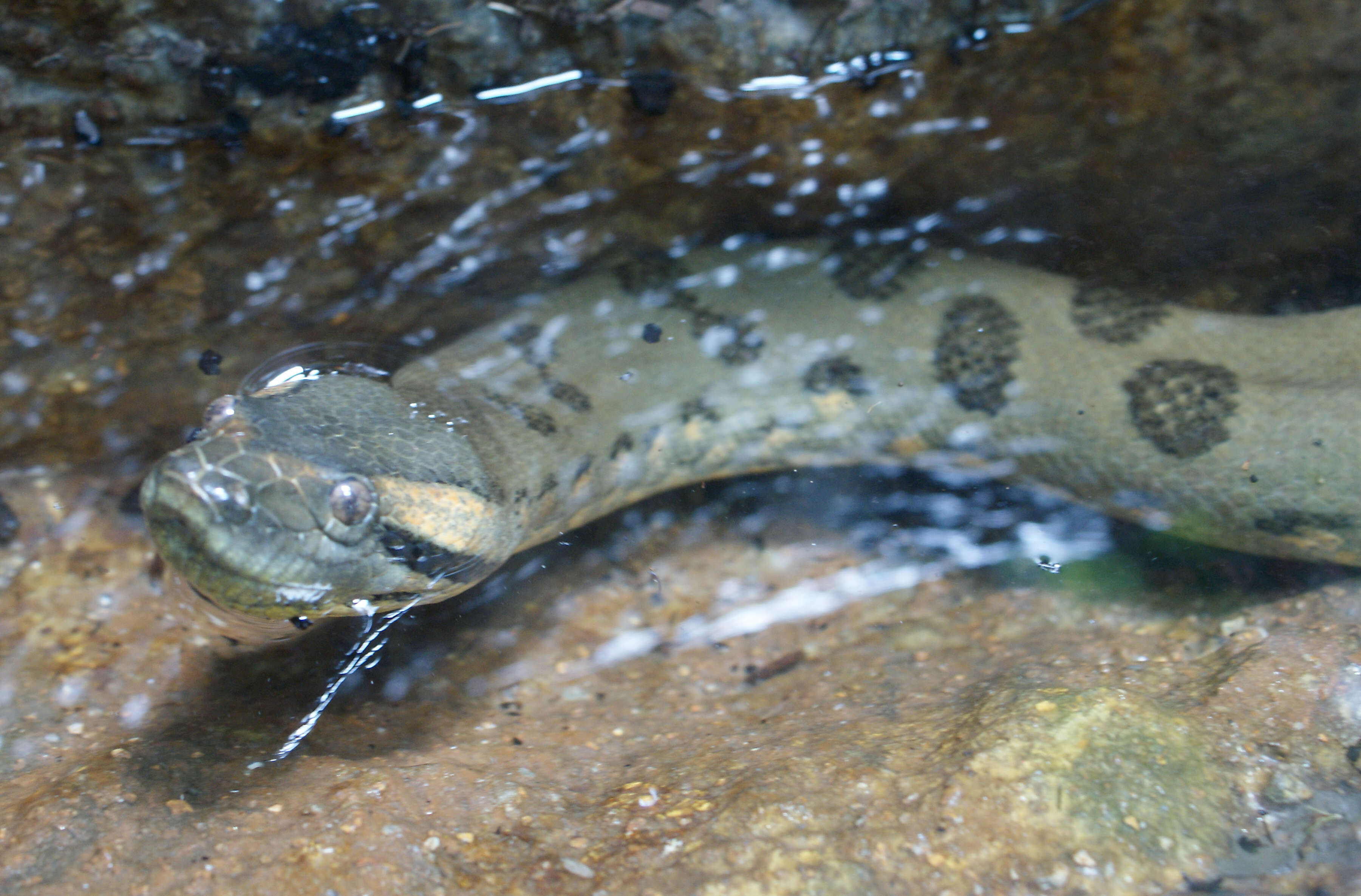 Image of Green anaconda