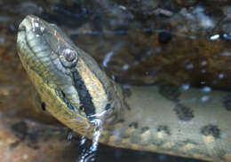 Image of Green anaconda