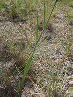 Image of Huachuca hawkweed