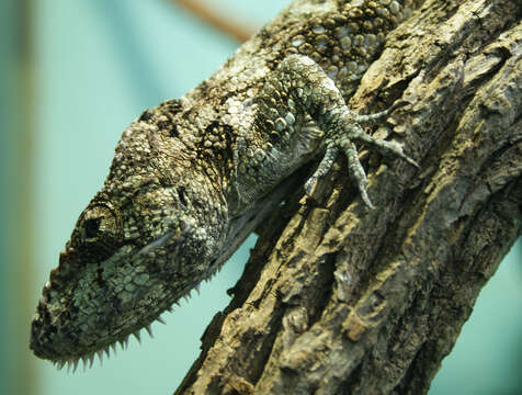 Image of Western Bearded Anole