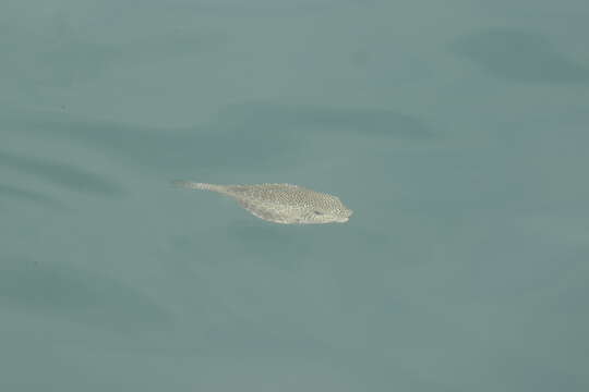 Image of Horn-nosed boxfish