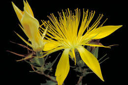 Image of Adonis blazingstar