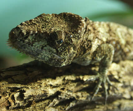 Image of Western Bearded Anole