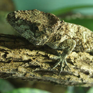 Image of Western Bearded Anole