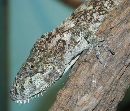 Image of Western Bearded Anole