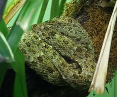 Image of Bothrops taeniatus Wagler 1824