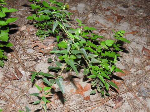 Image of nettleleaf noseburn