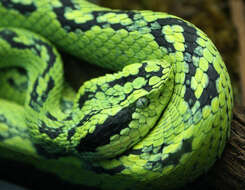 Image of Yellow-blotched Palm Pit Viper