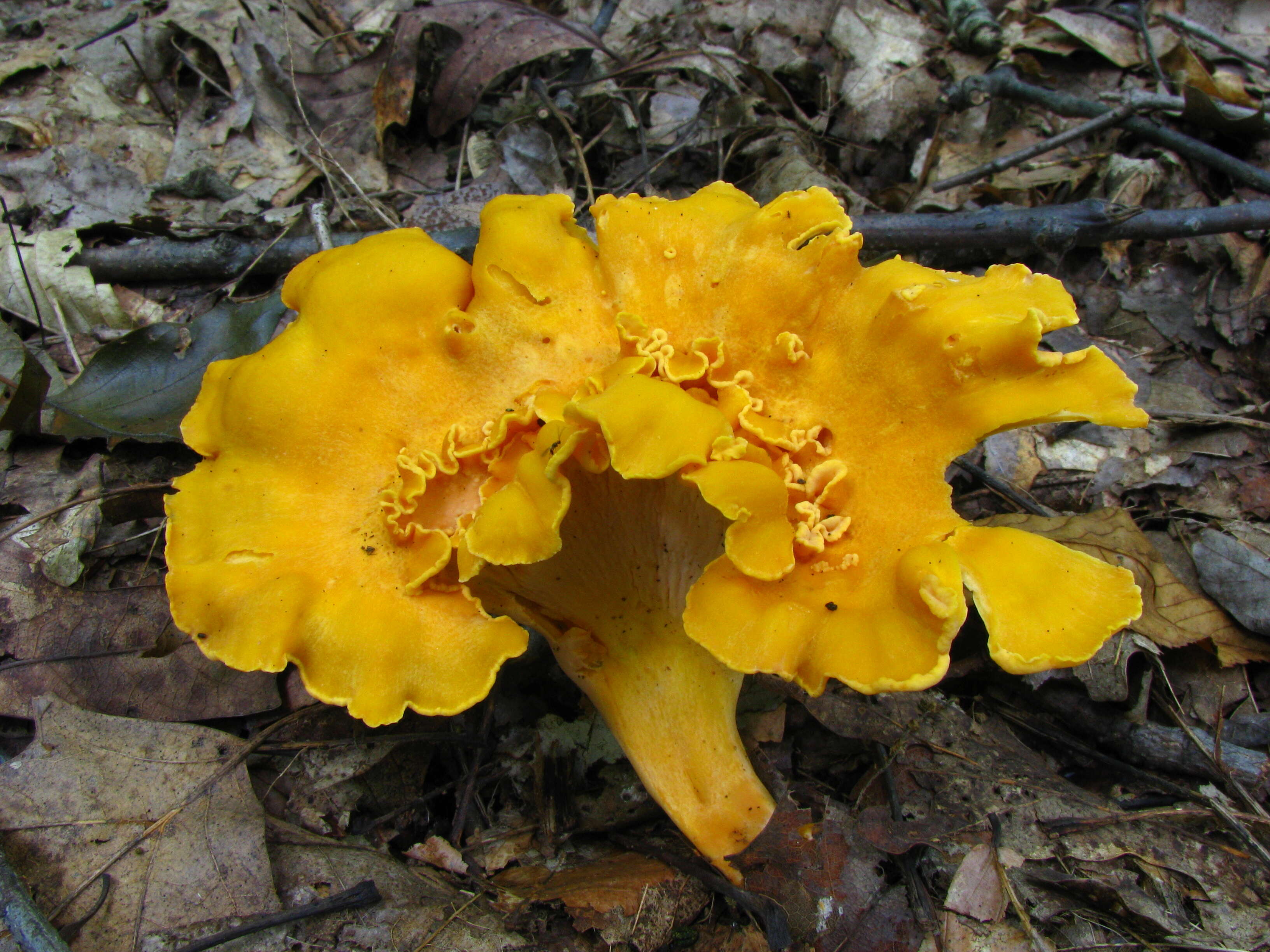 Image of Cantharellus lateritius (Berk.) Singer 1951