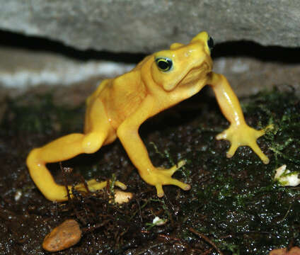 Image of Golden arrow poison frog