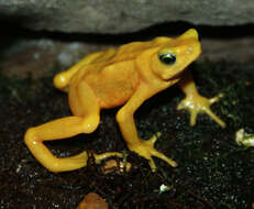 Image of Golden arrow poison frog