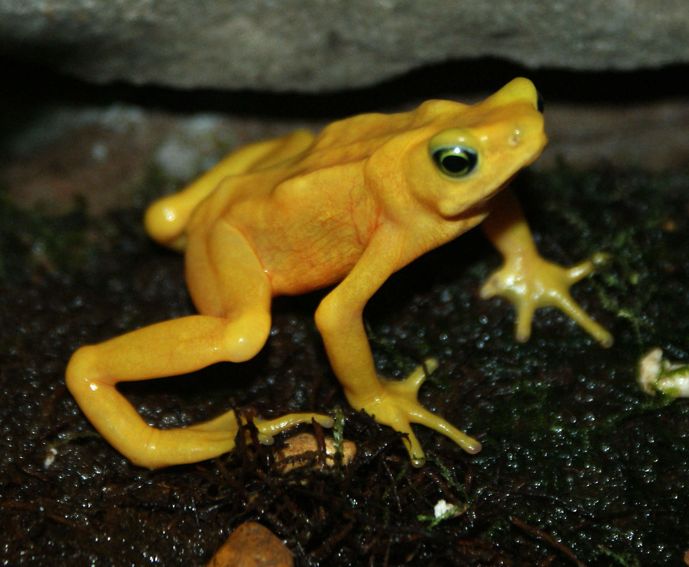 Image of Golden arrow poison frog