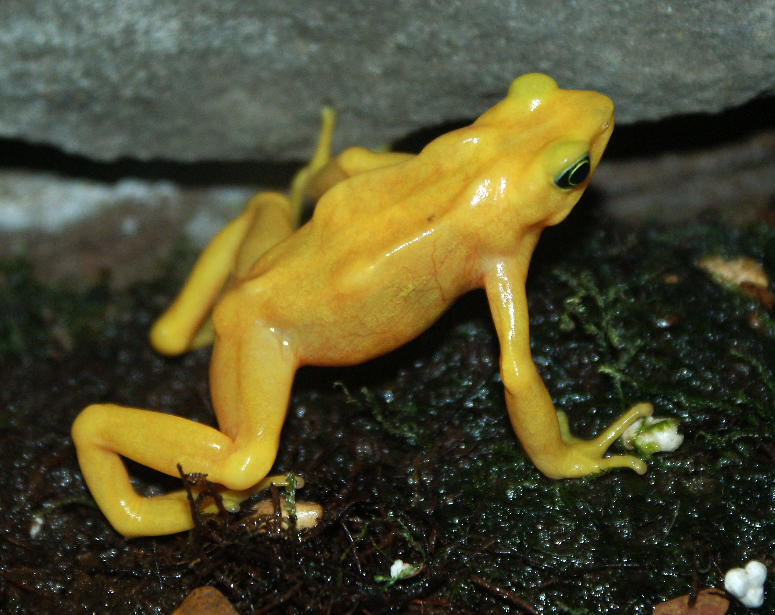 Image of Golden arrow poison frog