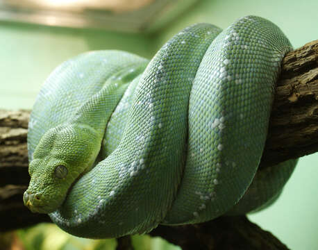 Image of Green Python