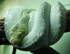 Image of Green Python