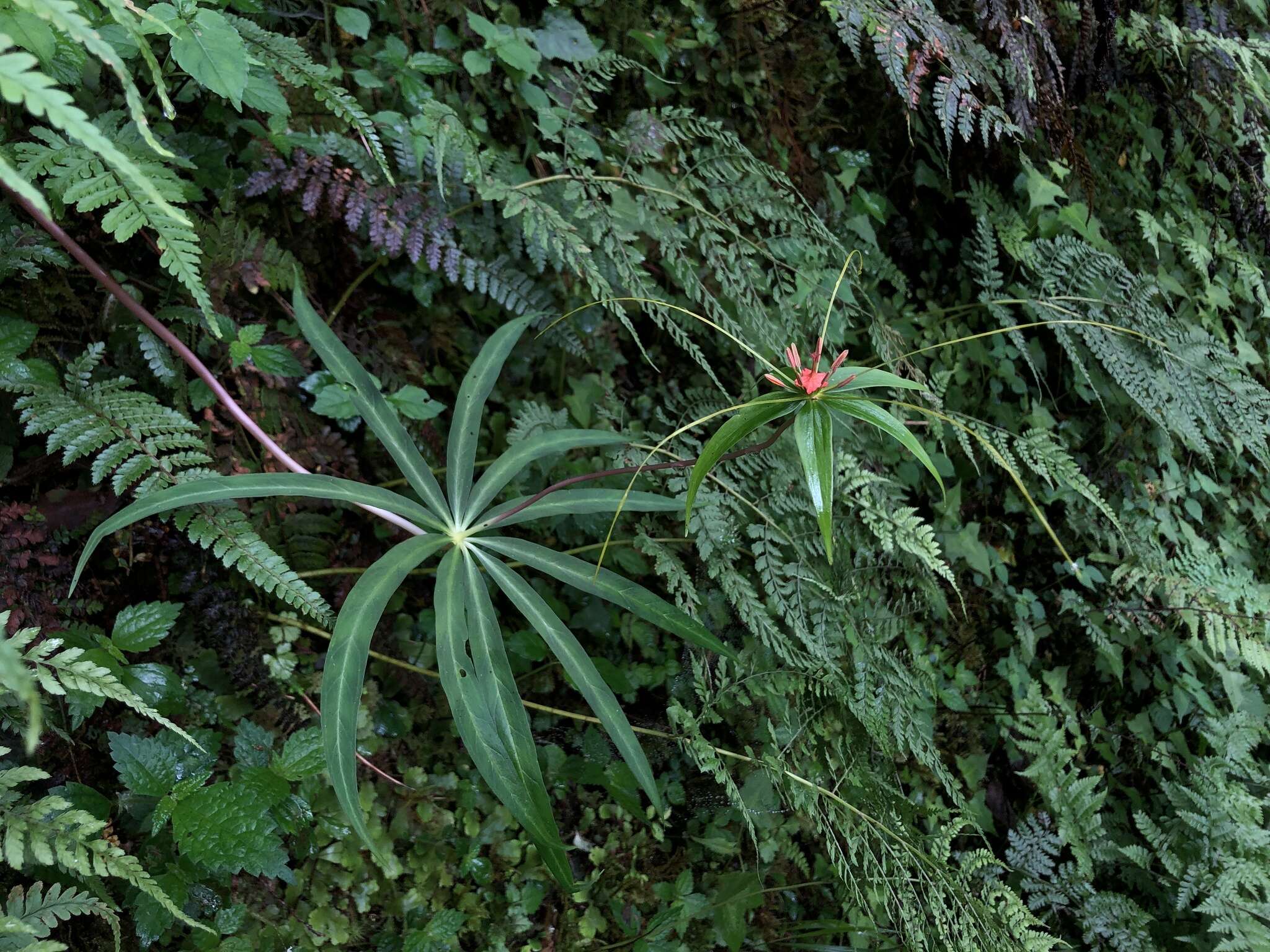 Imagem de Paris polyphylla var. stenophylla Franch.