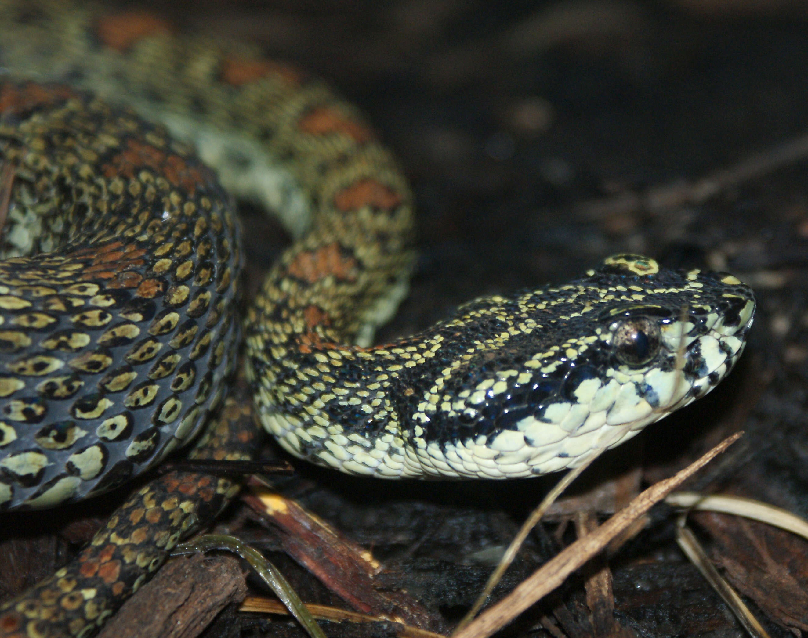 Image of Jerdon's Pitviper