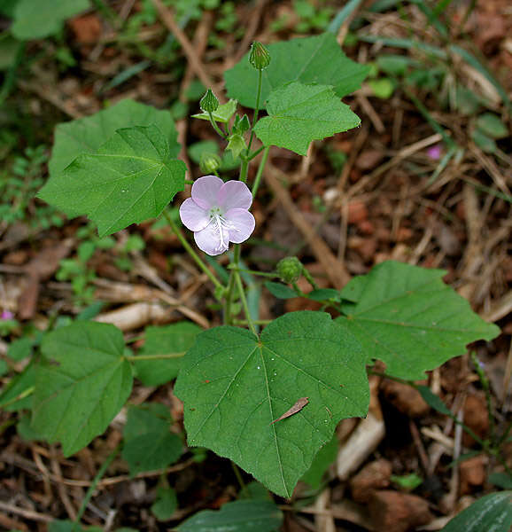 Image of swampmallow