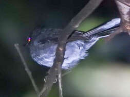 Image of White-tailed Crested Flycatcher