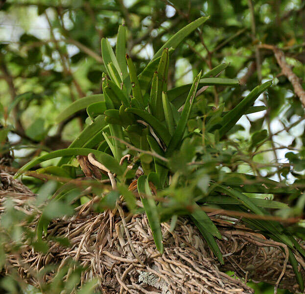 Plancia ëd Vanda tessellata (Roxb.) Hook. ex G. Don